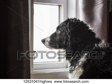 Dog looking out a window; Djupavik, West Fjords, Iceland View Large Photo Image Stock Photograph - Dog looking out a window; Djupavik, West Fjords, Iceland. Fotosearch