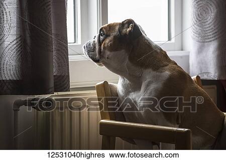Dog looking out a window while sitting on a chair; Djupavik, West Fjords, Iceland View Large Photo Image Stock Photograph - Dog looking out a window while sitting on a chair; Djupavik, West Fjords, Iceland. Fotosearch
