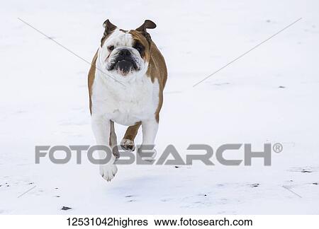 Stock Photograph - Dog running through the snow towards the camera; Iceland. Fotosearch