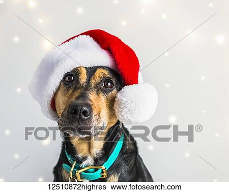 Stock Photograph - Dog wearing a Santa Claus hat for a Christmas portrait. Fotosearch