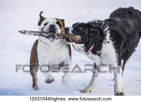 Stock Photograph - Dogs running while playing with a stick in the snow; Djupavik, West Fjords, Iceland. Fotosearch