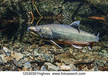 Dolly Varden Charr (southern form; Salvelinus malma lordi) male within the flooded ruins of an historical Alaska Territory salmon hatchery during the autumn; Alaska, United States of America View Large Photo Image Stock Photograph - Dolly Varden Charr (southern form; Salvelinus malma lordi) male within the flooded ruins of an historical Alaska Territory salmon hatchery during the autumn; Alaska, United States of America. Fotosearch