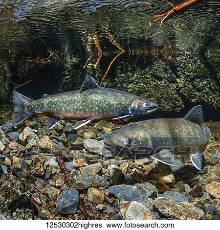 Dolly Varden (southern form; Salvelinus malma lordi) spawning pair courting within the flooded ruins of an historical Alaska Territory salmon hatchery during autumn; Alaska, United States of America View Large Photo Image Stock Photograph - Dolly Varden (southern form; Salvelinus malma lordi) spawning pair courting within the flooded ruins of an historical Alaska Territory salmon hatchery during autumn; Alaska, United States of America. Fotosearch