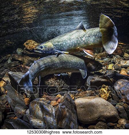Dolly Varden (southern form; Salvelinus malma lordi) male crosses over a female as part of courtship in an Alaskan stream during autumn; Alaska, United States of America View Large Photo Image Stock Photograph - Dolly Varden (southern form; Salvelinus malma lordi) male crosses over a female as part of courtship in an Alaskan stream during autumn; Alaska, United States of America. Fotosearch