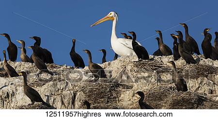 Double-crested cormorants (Phalacrocorax auritus) stand on rocks among nests with a pelican; Ontario, Canada View Large Photo Image Stock Photograph - Double-crested cormorants (Phalacrocorax auritus) stand on rocks among nests with a pelican; Ontario, Canada. Fotosearch