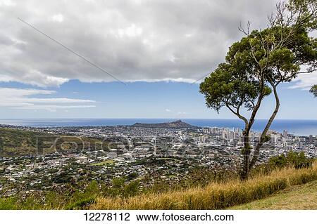 Downtown Honolulu and Diamond Head with a tree in the foreground; Honolulu, Oahu, Hawaii, United States of America View Large Photo Image Stock Image - Downtown Honolulu and Diamond Head with a tree in the foreground; Honolulu, Oahu, Hawaii, United States of America. Fotosearch