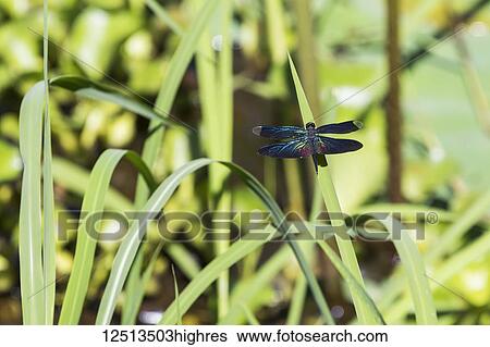 Stock Photograph - Dragonfly, Beng Meala; Siem Reap, Cambodia. Fotosearch