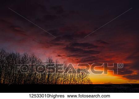 Stock Photograph - Dramatic colourful cloud formation with a row of trees at sunrise; Calgary, Alberta, Canada. Fotosearch