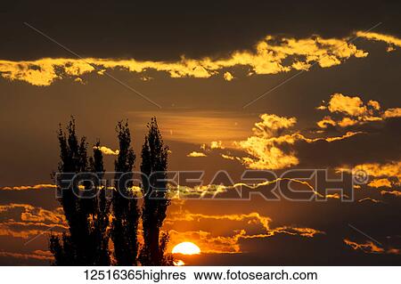 Dramatic colourful cloud formations with orange sun at sunset and silhouette of tall trees; Calgary, Alberta, Canada View Large Photo Image Stock Photograph - Dramatic colourful cloud formations with orange sun at sunset and silhouette of tall trees; Calgary, Alberta, Canada. Fotosearch