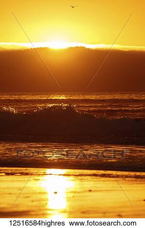 Stock Photograph - Dramatic golden sunlight at sunset reflected on the wet beach, Point Reyes National Seashore; Inverness, California, United States of America. Fotosearch