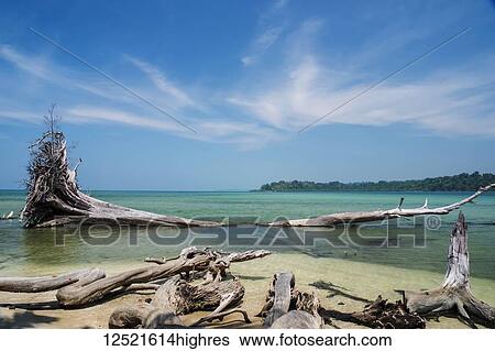 Driftwood and a dead tree on a tropical beach with blue sky and turquoise water; Andaman Islands, India View Large Photo Image Stock Photograph - Driftwood and a dead tree on a tropical beach with blue sky and turquoise water; Andaman Islands, India. Fotosearch