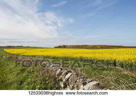 Dry stone wall with field of oilseed rape (canola) and in the distance Whin Sill rocky cliffs; Howick, Northumberland, England View Large Photo Image Stock Photograph - Dry stone wall with field of oilseed rape (canola) and in the distance Whin Sill rocky cliffs; Howick, Northumberland, England. Fotosearch