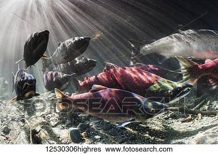 Stock Photograph - During September, Sockeye and Coho salmon (Oncorhynchus nerka and kisuch) intermingle during their spawning migration in an Alaskan stream; Alaska, United States of America. Fotosearch