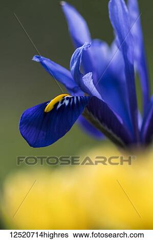 Stock Photograph - Dwarf iris in bloom; Astoria, Oregon, United States of America. Fotosearch
