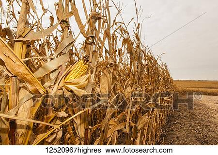 Stock Photograph - Ear of corn on a plant in a corn field ready for harvest, near Nerstrand; Minnesota, United States of America. Fotosearch