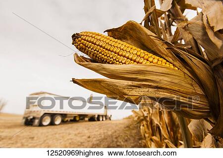 Ear of corn on a plant in a corn field ready for harvest with a grain truck in the distance, near Nerstrand; Minnesota, United States of America View Large Photo Image Stock Photograph - Ear of corn on a plant in a corn field ready for harvest with a grain truck in the distance, near Nerstrand; Minnesota, United States of America. Fotosearch