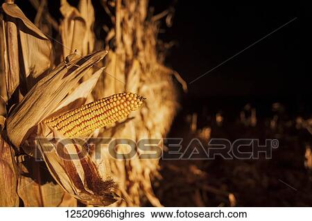 Ear of corn on a plant ready for harvest, near Nerstrand; Minnesota, United States of America View Large Photo Image Stock Photograph - Ear of corn on a plant ready for harvest, near Nerstrand; Minnesota, United States of America. Fotosearch
