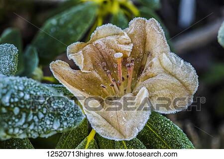 Stock Photograph - Early blooming yellow rhododendron flower with frost; United States of America. Fotosearch