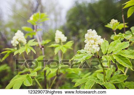 Elderberry (Sambucus); Alaska, United States of America View Large Photo Image Stock Photograph - Elderberry (Sambucus); Alaska, United States of America. Fotosearch