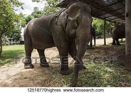 Stock Photograph - Elephant at Elephant Village; Luang Prabang, Laos. Fotosearch