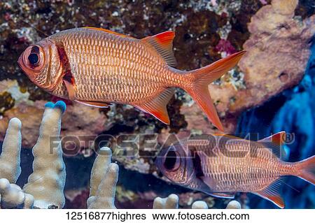Epaulette Soldierfish (Myripristis kuntee) photographed while scuba diving along the Kona Coast; Island of Hawaii, Hawaii, United States of America View Large Photo Image Stock Photograph - Epaulette Soldierfish (Myripristis kuntee) photographed while scuba diving along the Kona Coast; Island of Hawaii, Hawaii, United States of America. Fotosearch