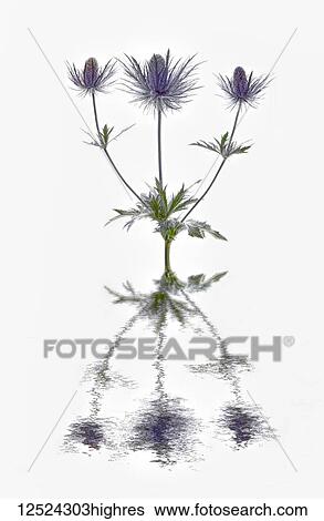 Eryngium flowers reflected in water View Large Photo Image Stock Photograph - Eryngium flowers reflected in water. Fotosearch