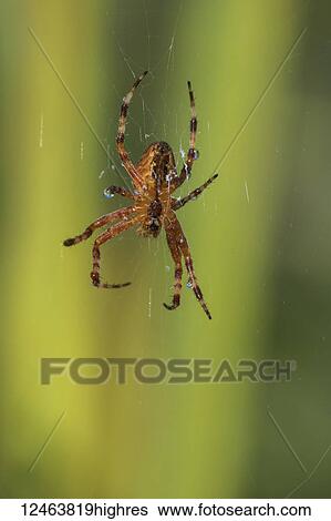 Stock Photograph - European Garden Spider (Araneus diadematus) hanging from it's web with a green background; Astoria, Oregon, United States of America. Fotosearch