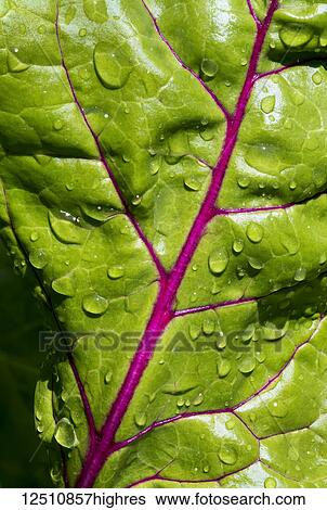 Stock Photograph - Extreme close-up of a colourful swiss chard leaf with red veins and water droplets; Calgary, Alberta, Canada. Fotosearch