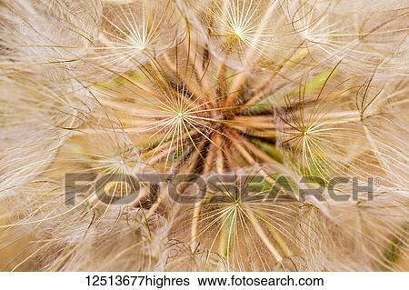 Stock Photograph - Extreme close-up of a dandelion seed head; Naramata, British Columbia, Canada. Fotosearch