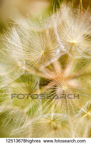 Extreme close-up of a dandelion seed head; Naramata, British Columbia, Canada View Large Photo Image Stock Photograph - Extreme close-up of a dandelion seed head; Naramata, British Columbia, Canada. Fotosearch