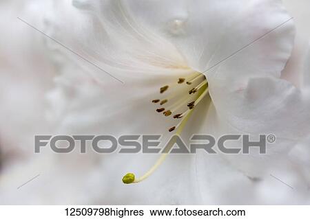 Stock Photograph - Extreme close-up of a white lily in the Japanese Gardens; Mayne Island, British Columbia, Canada. Fotosearch