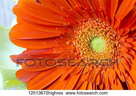 Extreme close-up of an orange gerber daisy in bloom View Large Photo Image Stock Photograph - Extreme close-up of an orange gerber daisy in bloom. Fotosearch