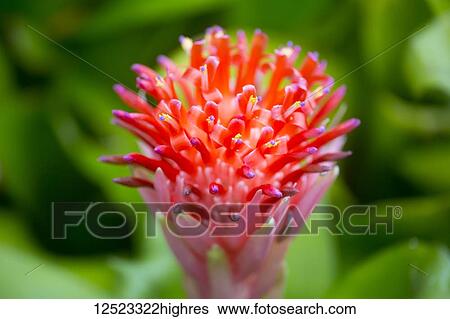 Extreme close- up of Bromeliad (Bromeliaceae); Hana, Maui, Hawaii, United States of America View Large Photo Image Stock Photograph - Extreme close- up of Bromeliad (Bromeliaceae); Hana, Maui, Hawaii, United States of America. Fotosearch