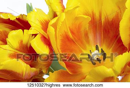Extreme close-up of red and yellow tulips in bloom on a white background; Surrey, British Columbia, Canada View Large Photo Image Stock Photograph - Extreme close-up of red and yellow tulips in bloom on a white background; Surrey, British Columbia, Canada. Fotosearch
