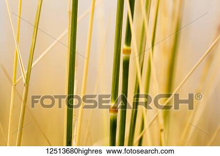 Stock Photograph - Extreme close-up of tall grasses in gold and green; Naramata, British Columbia, Canada. Fotosearch