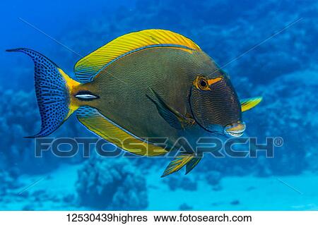 Stock Photograph - Eyestripe Surgeonfish (Acanthurus dussumieri) that was photographed underwater while scuba diving the Kona Coast; Island of Hawaii, Hawaii, United States of America. Fotosearch