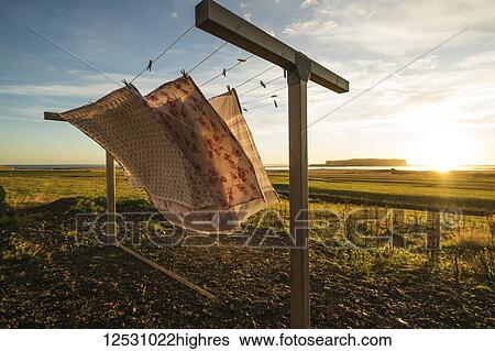 Stock Photograph - Fabric on a clothesline blowing in the wind at sunset; Vik, Iceland. Fotosearch