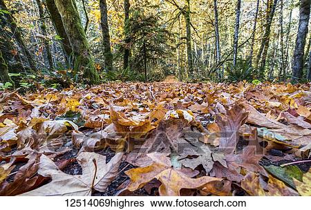 Fallen autumn coloured leaves cover the forest floor in Cowichan Valley; British Columbia, Canada View Large Photo Image Stock Photograph - Fallen autumn coloured leaves cover the forest floor in Cowichan Valley; British Columbia, Canada. Fotosearch