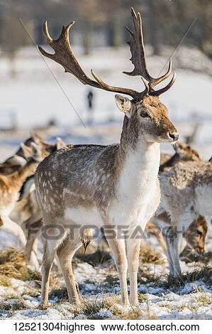 Fallow deer (dama dama) stag standing in snowy park; London, England View Large Photo Image Stock Photograph - Fallow deer (dama dama) stag standing in snowy park; London, England. Fotosearch
