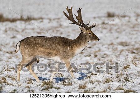 Fallow deer (dama dama) stag walking in snowy park; London, England View Large Photo Image Stock Photograph - Fallow deer (dama dama) stag walking in snowy park; London, England. Fotosearch