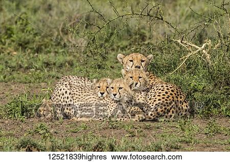 Family of cheetahs (Acinonyx jubatus) lying on the ground; Ndutu, Tanzania View Large Photo Image Stock Photograph - Family of cheetahs (Acinonyx jubatus) lying on the ground; Ndutu, Tanzania. Fotosearch