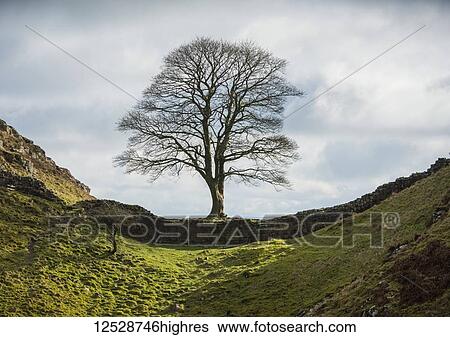 Famous sycamore tree situated on Hadrian's Wall, commonly known as 'Sycamore Gap'. The tree was named 'tree of the year' in England in 2016. Also featured in the 1991 film 'Robin Hood Prince of Thieves'; Northumberland, England View Large Photo Image Stock Photograph - Famous sycamore tree situated on Hadrian's Wall, commonly known as 'Sycamore Gap'. The tree was named 'tree of the year' in England in 2016. Also featured in the 1991 film 'Robin Hood Prince of Thieves'; Northumberland, England. Fotosearch
