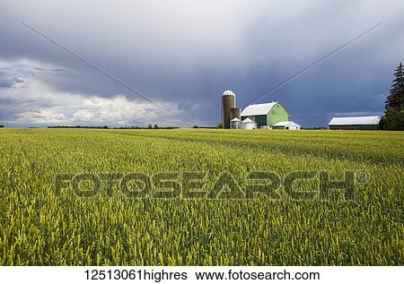 Farm field of heat and rain clouds overhead; Caledon, Ontario, Canada View Large Photo Image Stock Photograph - Farm field of heat and rain clouds overhead; Caledon, Ontario, Canada. Fotosearch