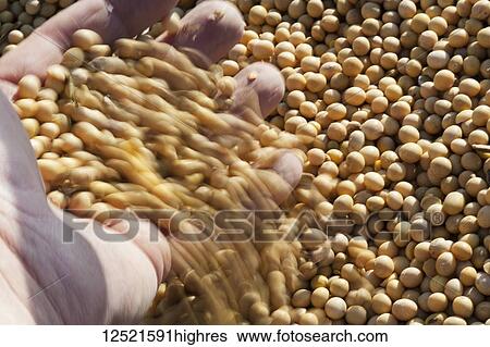 Farmer's hand sifting soybeans, harvest scene, near Nerstrand; Minnesota, United States of America View Large Photo Image Stock Photograph - Farmer's hand sifting soybeans, harvest scene, near Nerstrand; Minnesota, United States of America. Fotosearch