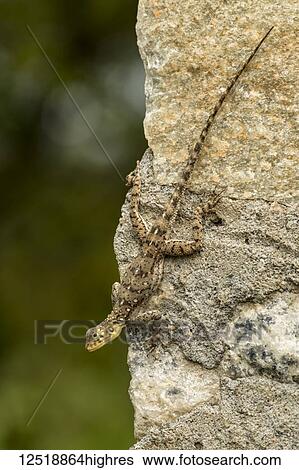Female Agama lizard (Agama mwanzae) clinging to rocky wall, Serengeti National Park; Tanzania View Large Photo Image Stock Photograph - Female Agama lizard (Agama mwanzae) clinging to rocky wall, Serengeti National Park; Tanzania. Fotosearch