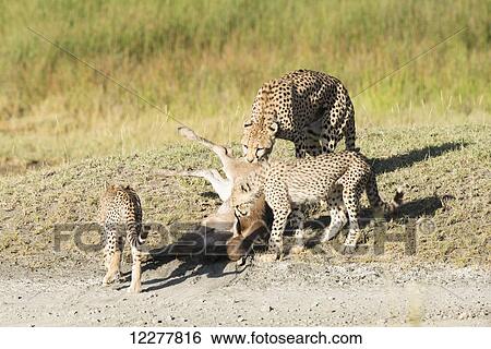 Stock Photograph - Female Cheetah (Connochaetes taurinus) and two cubs feed on freshly killed Wildebeest calf near Ndutu, Ngorongoro Crater Conservation Area; Tanzania. Fotosearch