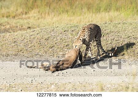 Female Cheetah (Connochaetes taurinus) drags freshly killed Wildebeest calf near Ndutu, Ngorongoro Crater Conservation Area; Tanzania View Large Photo Image Stock Photography - Female Cheetah (Connochaetes taurinus) drags freshly killed Wildebeest calf near Ndutu, Ngorongoro Crater Conservation Area; Tanzania. Fotosearch