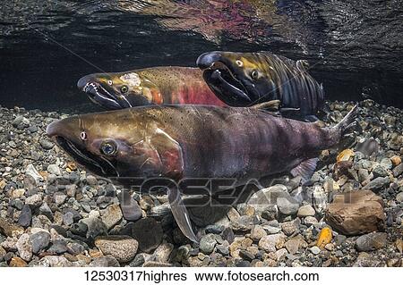 Stock Photograph - Female Coho Salmon, also known as Silver Salmon (Oncorhynchus kisutch) with alpha male contenders in an Alaskan stream during autumn; Alaska, United States of America. Fotosearch