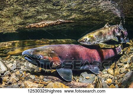 Female Coho Salmon, also known as Silver salmon (Oncorhynchus kisutch) being courted by a jack in an Alaskan stream during autumn; Alaska, United States of America View Large Photo Image Stock Photograph - Female Coho Salmon, also known as Silver salmon (Oncorhynchus kisutch) being courted by a jack in an Alaskan stream during autumn; Alaska, United States of America. Fotosearch