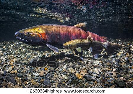 Stock Photograph - Female Coho Salmon, also known as Silver salmon (Oncorhynchus kisutch) being courted by a jack in an Alaskan stream during autumn; Alaska, United States of America. Fotosearch
